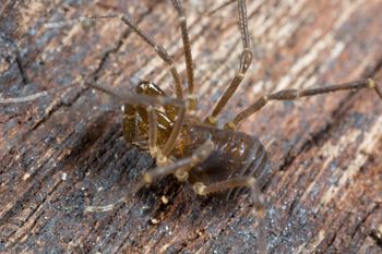 Media type: image; Invertebrate Zoology 143231